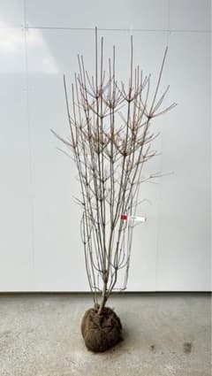 良形かつ根本の立ち姿が力強い ドウダンツツジ 484 樹高1.3m位 灯台躑躅 特大の良好樹形 ドウダンツツジ 433 樹高1.5m位 灯台躑躅 紅葉