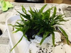 【溶岩石つき】ミクロソリウム2株のサムネイル
