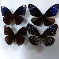 m50003976511_1.jpg?1745632153