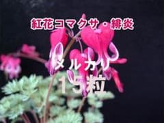 紅花 コマクサ 緋炎 ひえん 種子 15粒 高山植物 山野草 - メルカリ