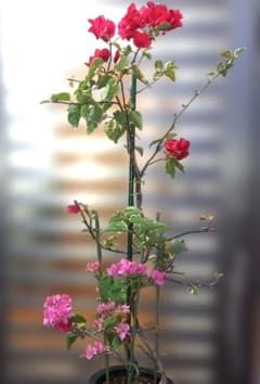 ブーゲンビリア 2点セット No57 らくらくメルカリ便発送‼️ - メルカリ