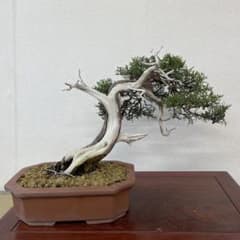 真柏（しんぱく）｜樹高約25cm 幅約33cm 幹幅約5.5cm 力強い神と舎利 