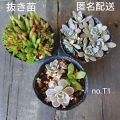 no.T1【抜き苗】多肉植物オロスタキス4種類セット - メルカリ