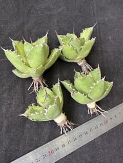 1681 アガベ チタノタ 緑水鬼 優良血統 4株同梱 - メルカリ