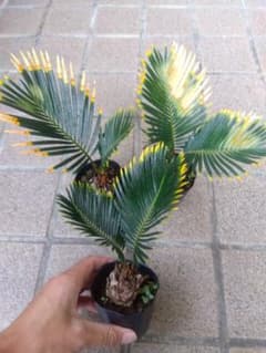 金環ソテツ 2.5号ポットつき 極上❗3株セット❗ ④ - メルカリ