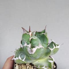 送料込発根済アガベ チタノタ海王親株　（検）姫厳竜　白鯨　魔丸　ハデス　オアハカ 発根済アガベチタノタ魔丸6（検）白鯨 姫厳竜 シーザー オテロイ