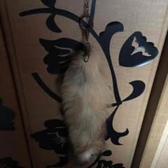 【値引き】goa   しっぽのサムネイル