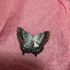 俊兼　トシカネジュエリー　ＴＫ　蝶　黒　有田焼　　留め具なし　未使用品のサムネイル