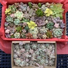 多肉植物　カット苗詰め合わせのサムネイル