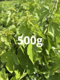 桑の葉500ｇのサムネイル