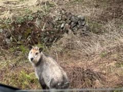わんわんさん専用のサムネイル