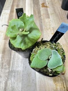 willinckii Fly ドワーフ確定　⑤ willinckii Fly dwarf 確定④ オマケ付き - メルカリ