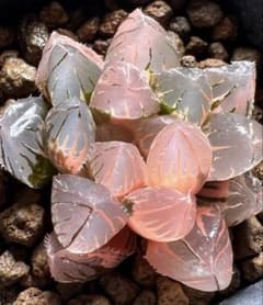 多肉植物 ハオルチア 赤姫オブツーサ錦 鮮明錦 極上斑 - メルカリ