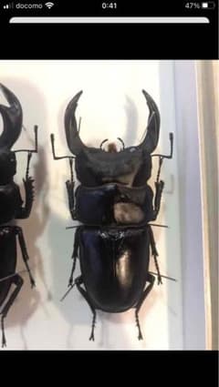 国産オオクワガタ♂標本 85.8mm - メルカリ