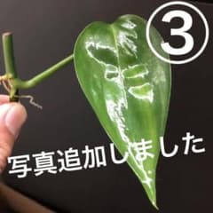 ヤマサキカズラのサムネイル