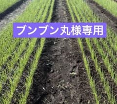 11月12日発送　ネオアース200本のサムネイル