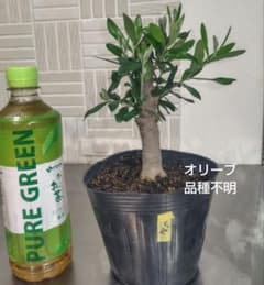 オリーブの樹 メルカリ便 オリーブの苗☆品種不明 幹太め♪盆栽サイズ オリーブの木 苗木【465