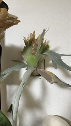 ビカクシダ　OMO 大株　胞子葉最長約65cm！ ビカクシダ OMO 大株 胞子葉最長約65cm！ - メルカリ