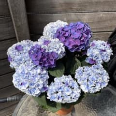 紫陽花 アジサイ ホットチボリマーブル ブルー 5号 現物 6月16日