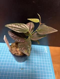 Piper.sp.miao Arunachal pradeshのサムネイル