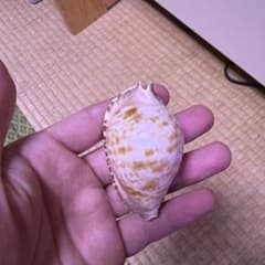 貝標本　ヘルメットダカラのサムネイル