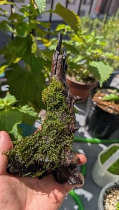 水槽用流木 モス付き アクアリウム レイアウトのサムネイル