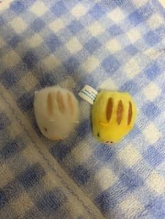 ぴよりーな　うりぼうのサムネイル