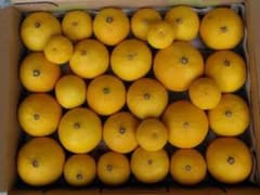 黄金柑　(訳あり）　コンパクト便　☆☆のサムネイル