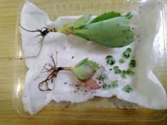 元気な子宝草！のサムネイル