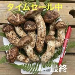 10/19日収穫　南信州産　松茸②のサムネイル