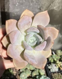 多肉植物　エケベリア　ライラックワンダーのサムネイル