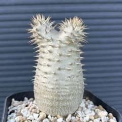 パキポディウム エブレネウム 美株 鉢付き - メルカリ