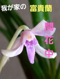 開花中】紅しぶき 富貴蘭 風蘭 セッコク 着生ラン 山野草 - メルカリ