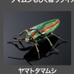 いきもの大図鑑アドバンス タマムシとウグイスコガネ ヤマトタマムシ ガチャ