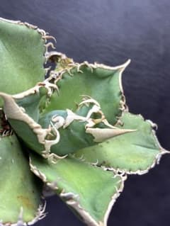 アガベ チタノタ 台湾ホホジロサメ 極上育成株 超レア種 優良血統 子株