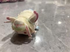 프리프리 오테다마 큐어스 쿤
