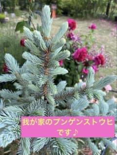 銀葉コロラドトウヒ(プンゲンストウヒ) Colorado BlueSpruseのサムネイル