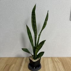 サンスベリア ローレンチー 観葉植物 植木鉢付き　⑦のサムネイル