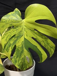 斑*ん様 1Aモンステラ デリシオーサ イエローマリリン 黄班 大株