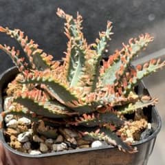 アロエ ハイブリッド ライオンフィッシュ Lion Fish - メルカリ