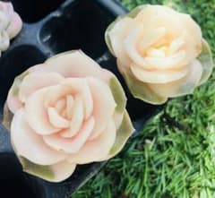 ❤️専用出品❤️ラブリーローズ錦❤️抜き苗② 多肉植物 ラブリーローズ錦 2苗セット 抜き苗大きめ エケベリア韓 訳