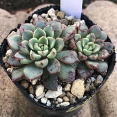 多肉植物　グレンファイアのサムネイル