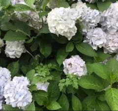 紫陽花 挿し木3本セット 送料無料のサムネイル