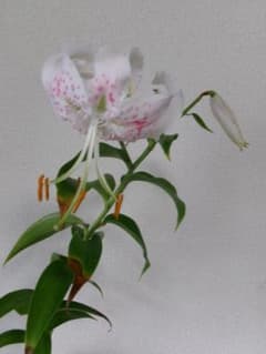 山野草（ユリ科）　宗像カノコユリ 　白地に極薄ピンク小斑点　　　　開花株のサムネイル