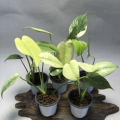 MS527【特別選抜】ホワイトモンスター／天津蘭 モンステ 5株セット