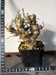 チレコドンレティキュラーツス 現地株枝挿し 発根済み② - メルカリ