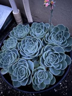 多肉植物 七福神 抜き苗 1株 - メルカリ