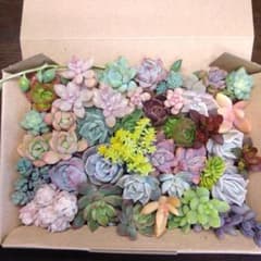 多肉植物カット苗詰め合わせのサムネイル