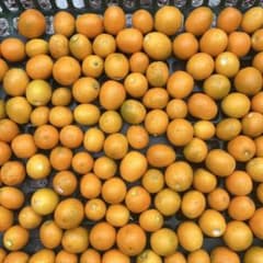 愛知県産　無農薬キンカン　300gのサムネイル