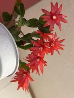 イースターカクタス赤花苗のサムネイル